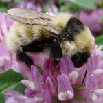 Male Great Yellow Bumblebee (GYB) on Clover - Photo by Gordon Mackie